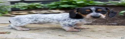 Miniature Dachshund dogs for sale: Glory - Ad 2