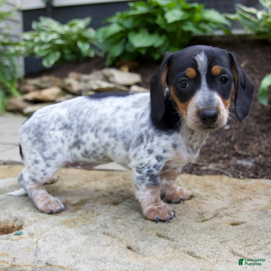 Miniature Dachshund dogs for sale: Glory - Ad 2
