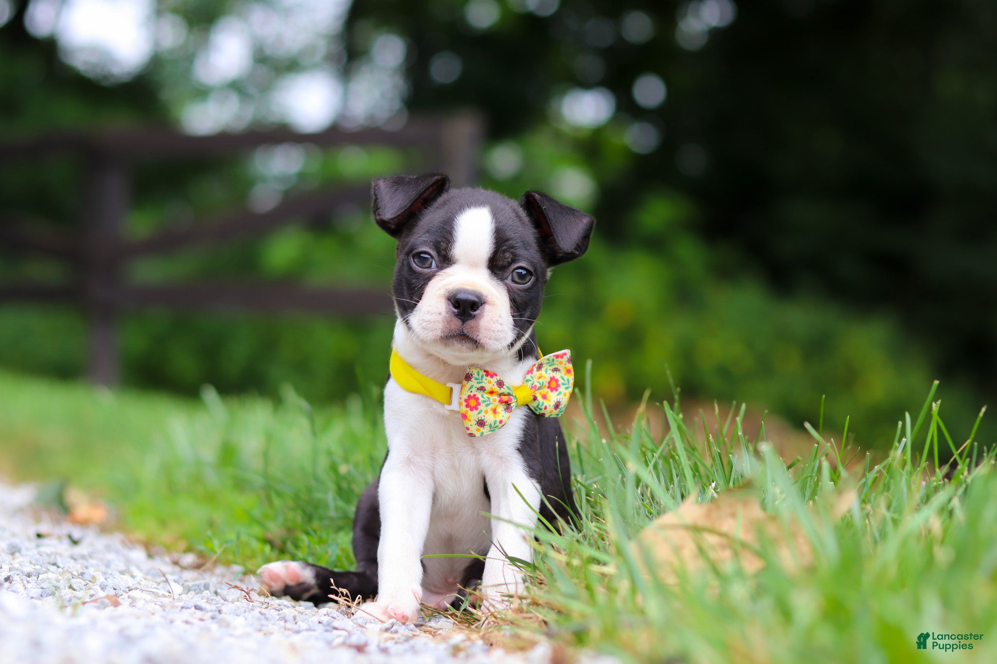 Boston Terrier dogs Kevin - Ad 1