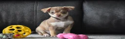 Chihuahua dogs for sale: Chihuahua Puppy 2 - Ad 4