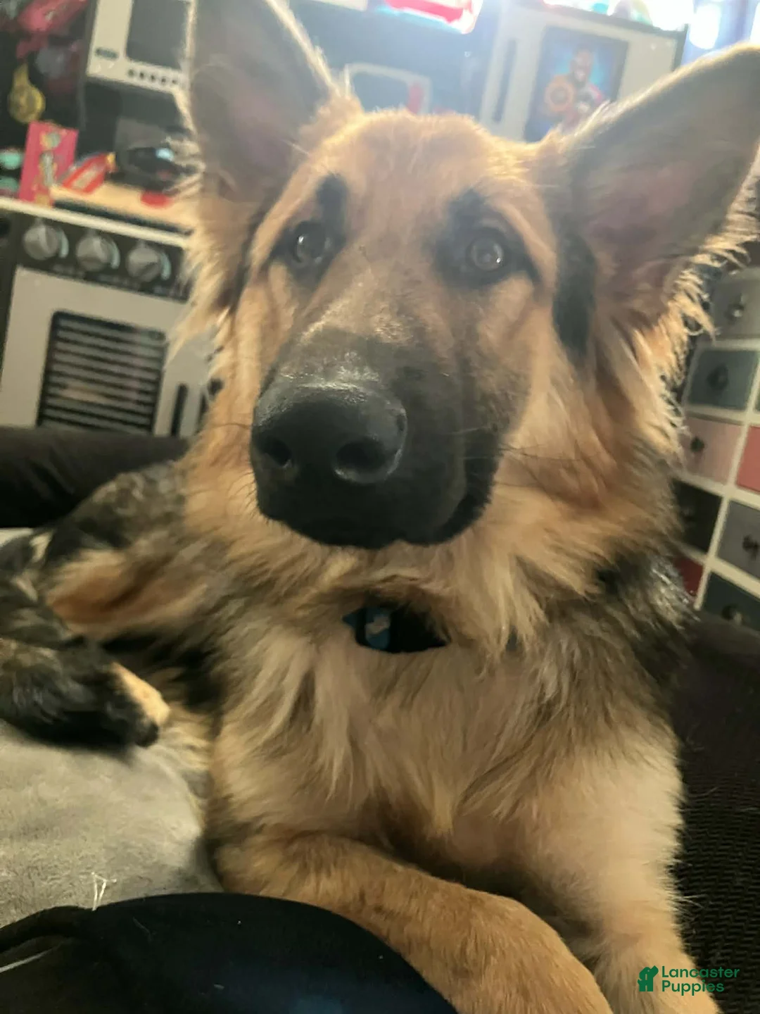 German Shepherd dogs for sale: German Shepherd Puppy 1 - Ad 4