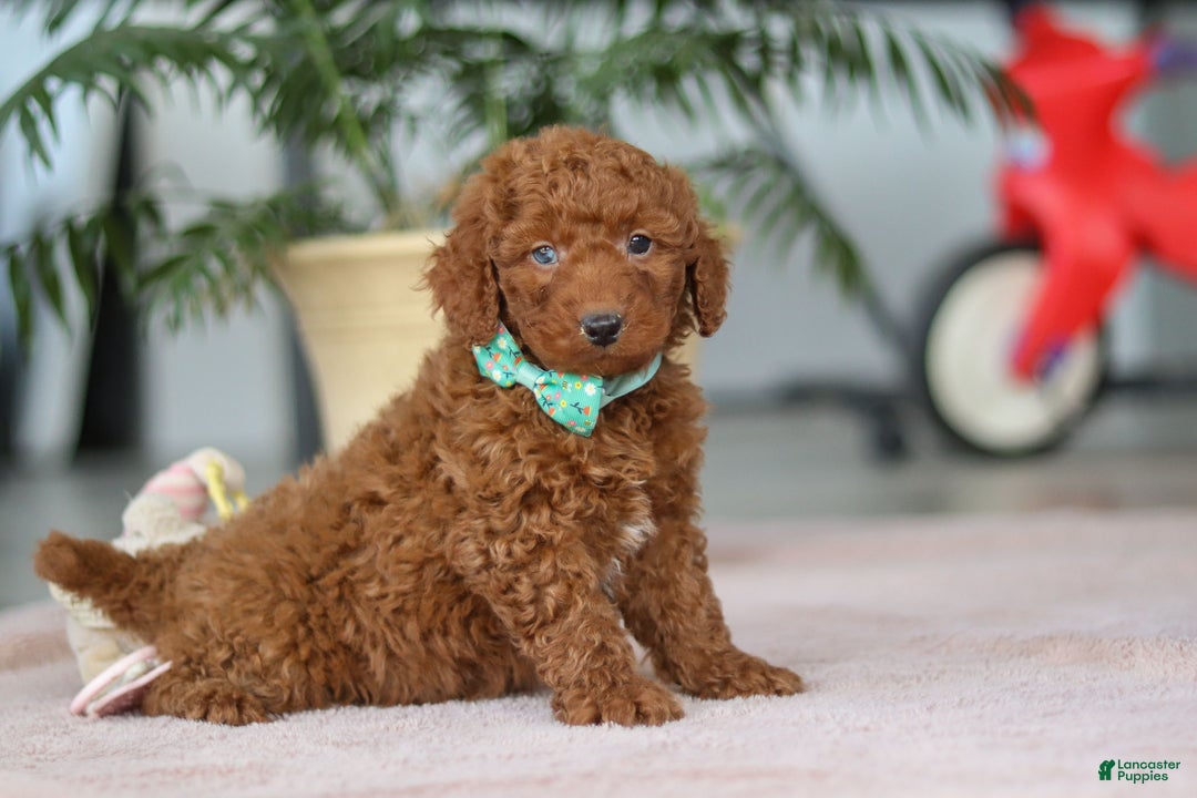 Mini Goldendoodle dogs for sale: Turbo - Ad 2