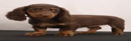 Dachshund dogs for sale: liz - Ad 8