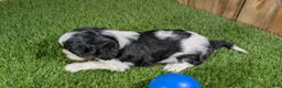 Cavalier King Charles Spaniel dogs for sale: Gracie Boy 1 - Ad 7