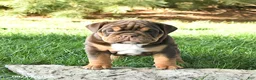English Bulldog dogs for sale: Dixie - Ad 5