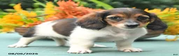 Dachshund dogs for sale: Tasha - Ad 4
