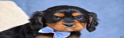 Cavapoo dogs for sale: Freddie - Ad 5