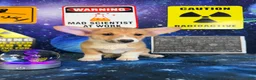 Welsh Corgi Pembroke dogs for sale: Luna - Ad 5