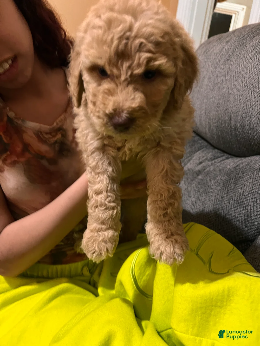 Labradoodle dogs for sale: Labradoodle Puppy 5 - Ad 1