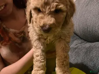 Labradoodle dogs Labradoodle Puppy 5 - Ad 39