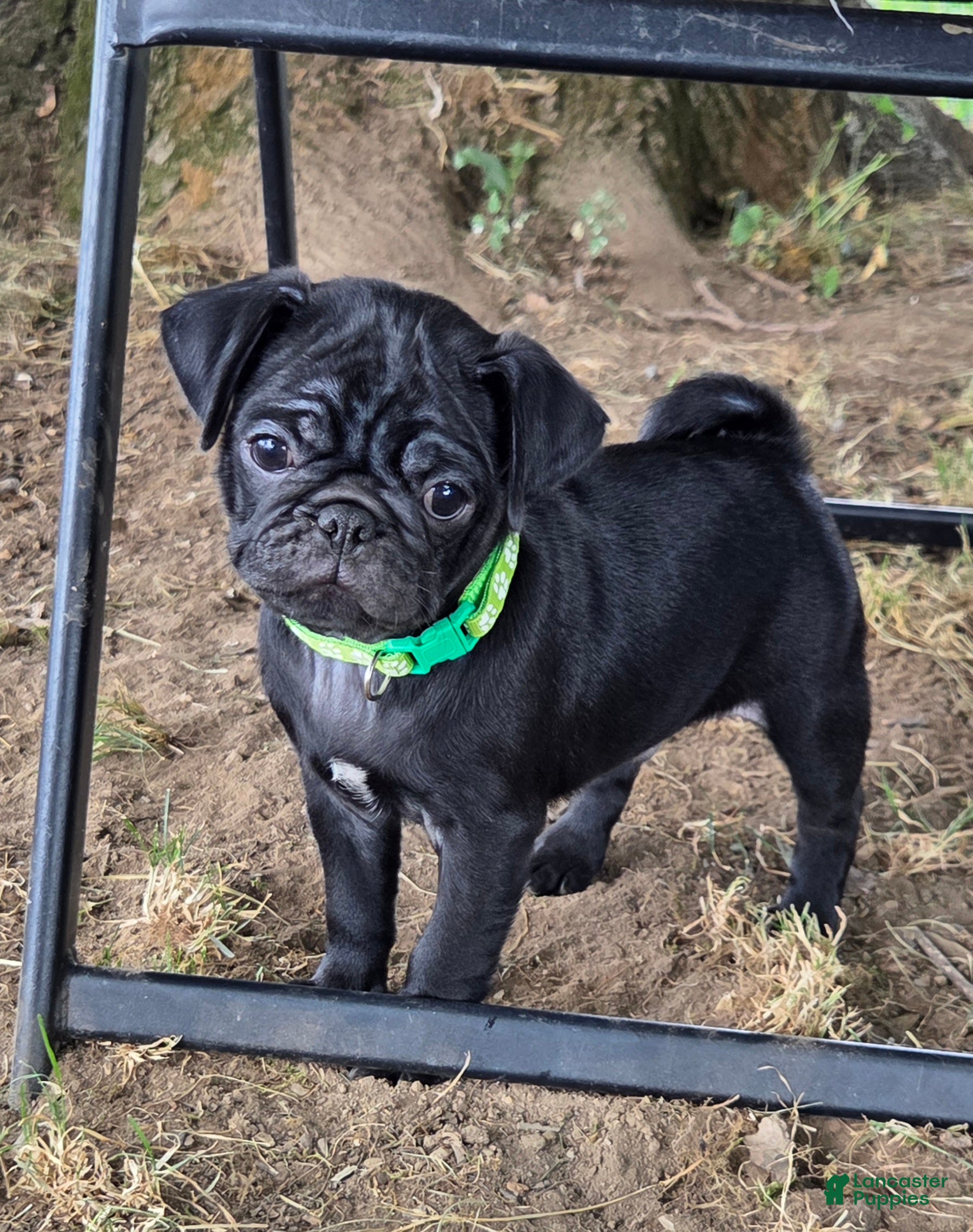 Pug dogs Brody - Ad 1
