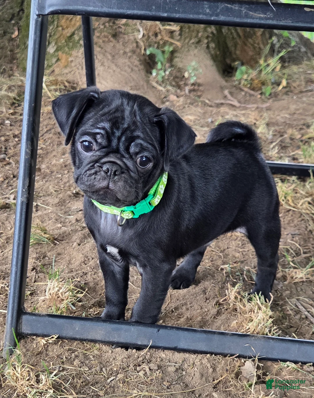 Pug dogs for sale: Brody - Ad 1