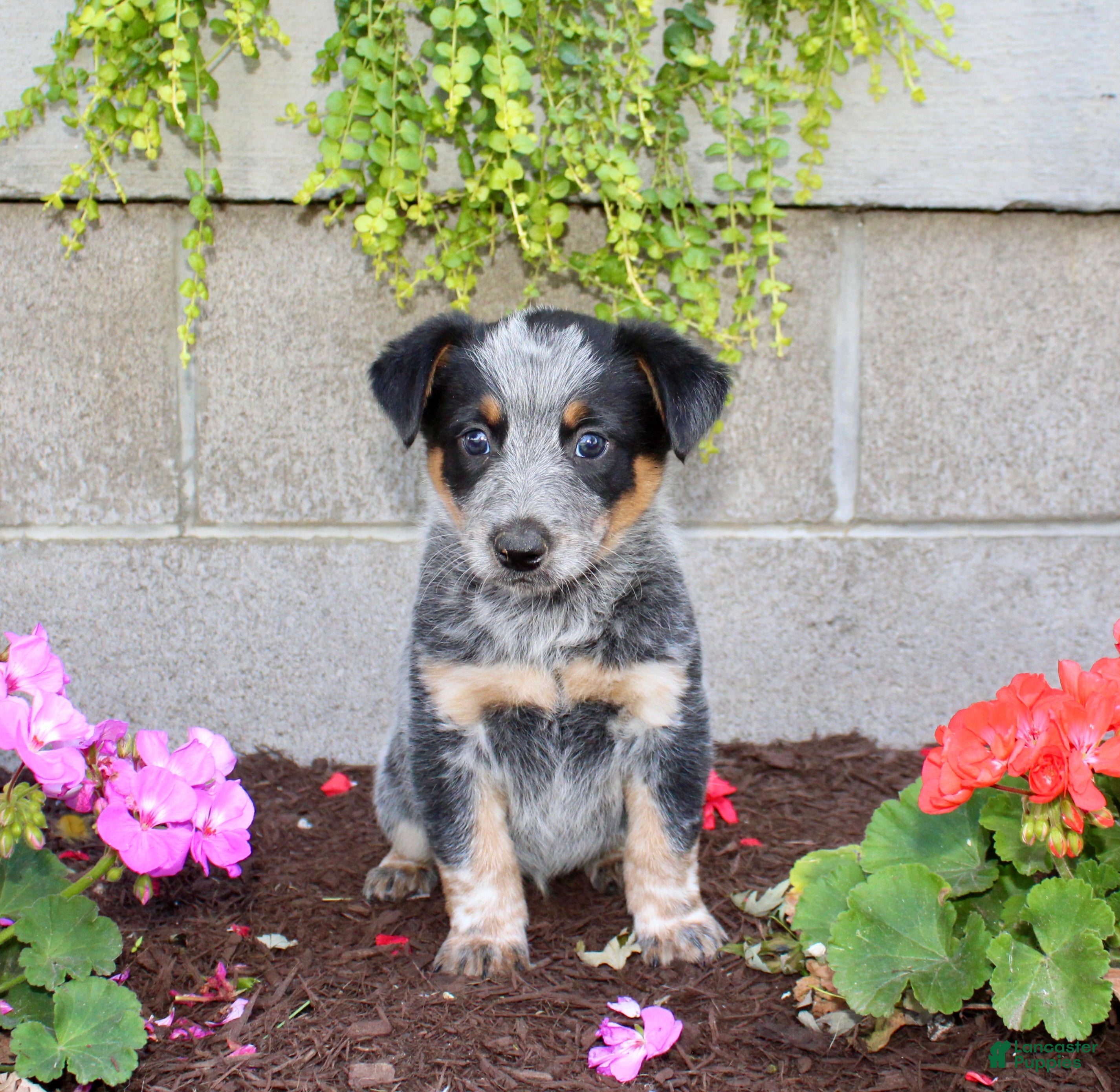 Australian Cattle Dog dogs Buster - Ad 1