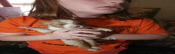 Australian Shepherd dogs for sale: 1 Chrissy - Ad 36