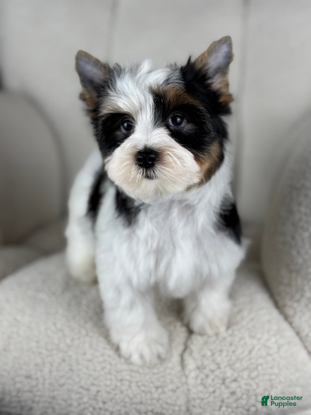 Yorkshire Terrier dogs for sale: Scout  - Ad 2