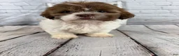 Shih Tzu dogs for sale: Chip - Ad 6