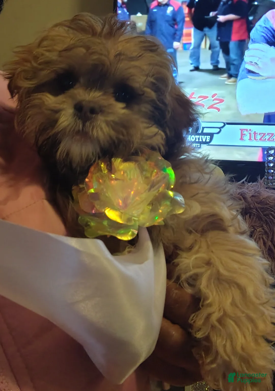 Shihpoo dogs for sale: Shihpoo Puppy 1 - Ad 4