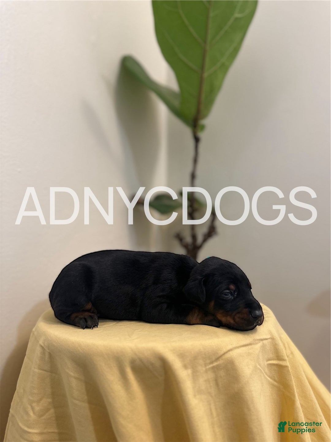 Doberman Pinscher dogs for sale: Doberman Pinscher (Male) - Ad 2