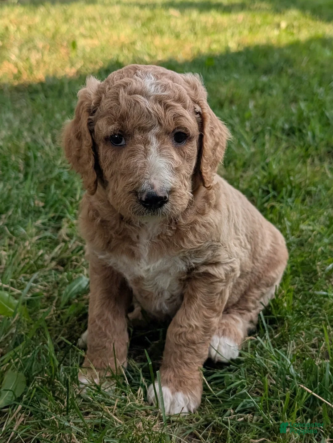 Goldendoodle dogs for sale: Tyson  - Ad 1