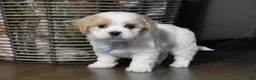 Cavachon dogs for sale: Carter - Ad 1
