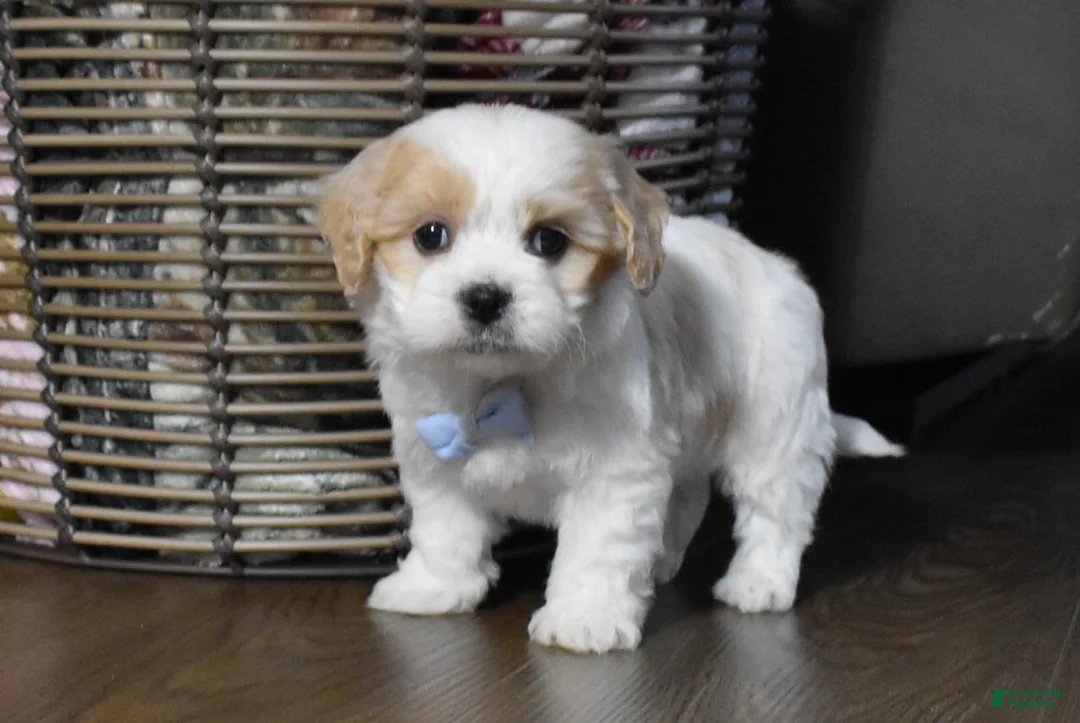 Cavachon dogs for sale: Carter - Ad 1