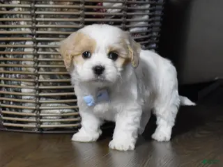 Cavachon dogs for sale: Carter - Ad 3