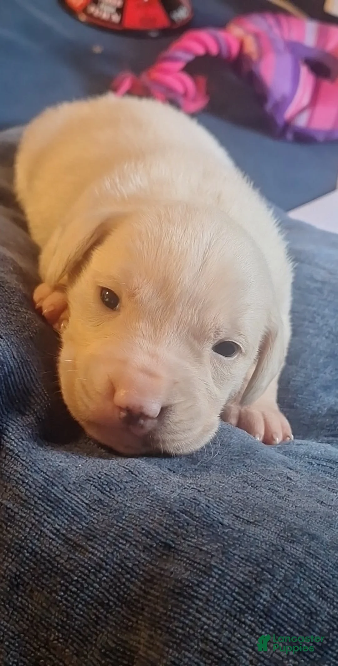 Golden Retriever dogs for sale: Golden Retriever 2 - Ad 1