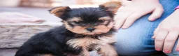 Yorkshire Terrier dogs for sale: Bitsy - Ad 6