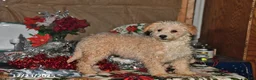 Bichpoo dogs for sale: Buster Brown - Ad 7
