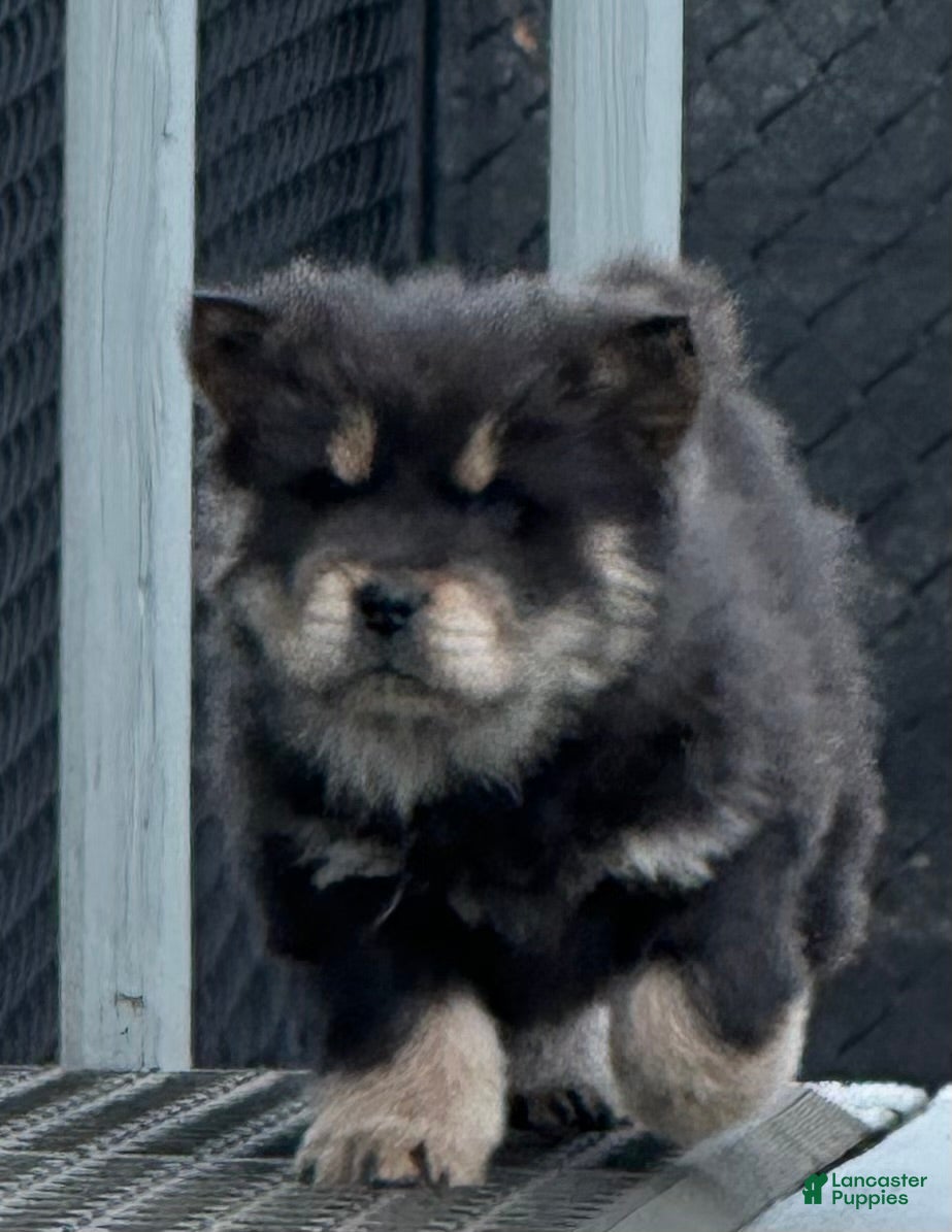 Chow Chow dogs Maya - Ad 13