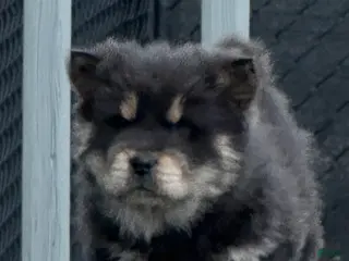 Chow Chow dogs Maya - Ad 11