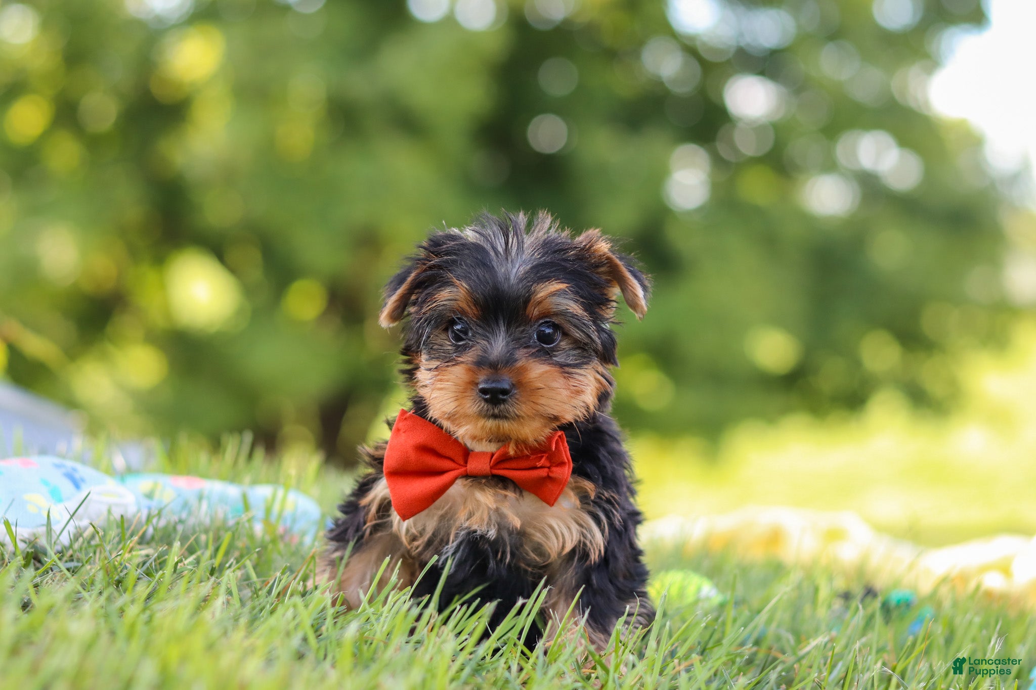 Yorkshire Terrier dogs for sale: Jasper - Ad 3
