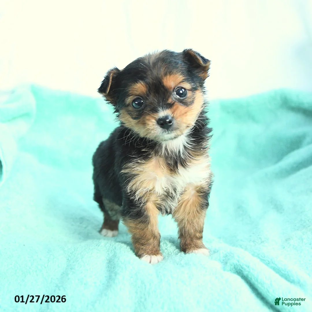 Yochon dogs for sale: Valentine - Ad 2