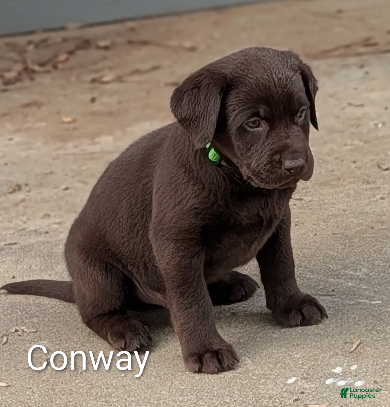 Labrador Retriever dogs for sale: Conway - Ad 1
