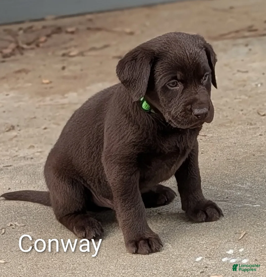 Labrador Retriever dogs for sale: Conway - Ad 1