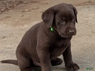 Labrador Retriever dogs for sale: Conway - Ad 1