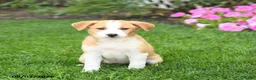 Mixed Breed dogs for sale: Flora   - Ad 4