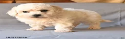 Bichon Frise dogs for sale: Roland - Ad 4