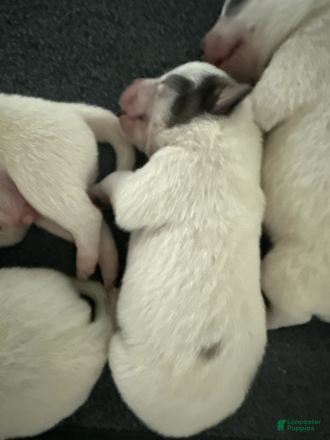 Australian Cattle Dog dogs for sale: Puppy 3 - Ad 1