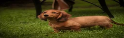 Miniature Dachshund dogs for sale: Asher Miniature Dachshund - Ad 3