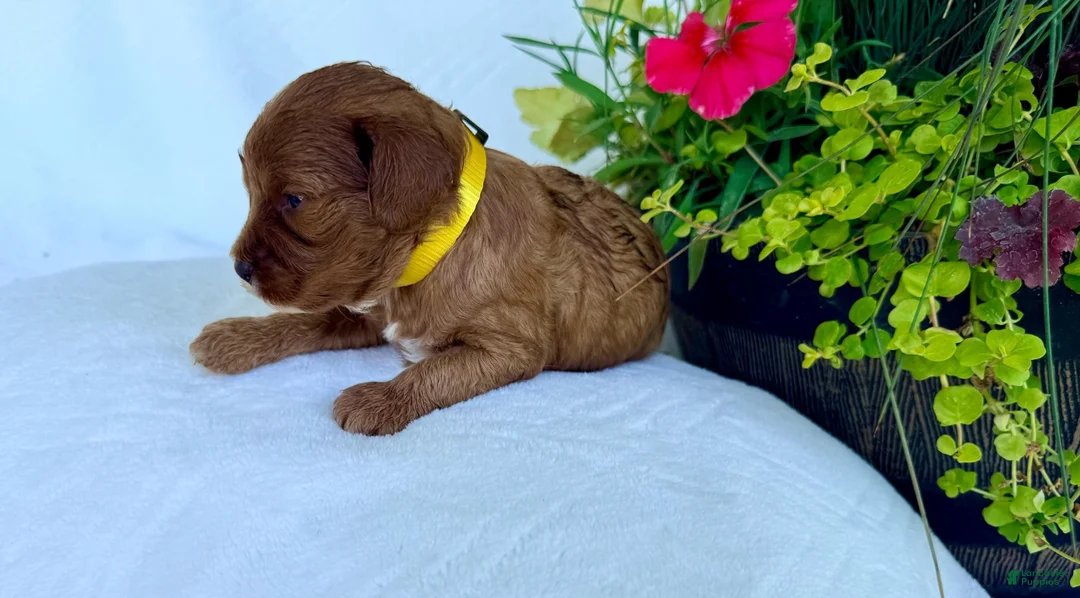 Cavapoo dogs for sale: Ruby - Ad 2