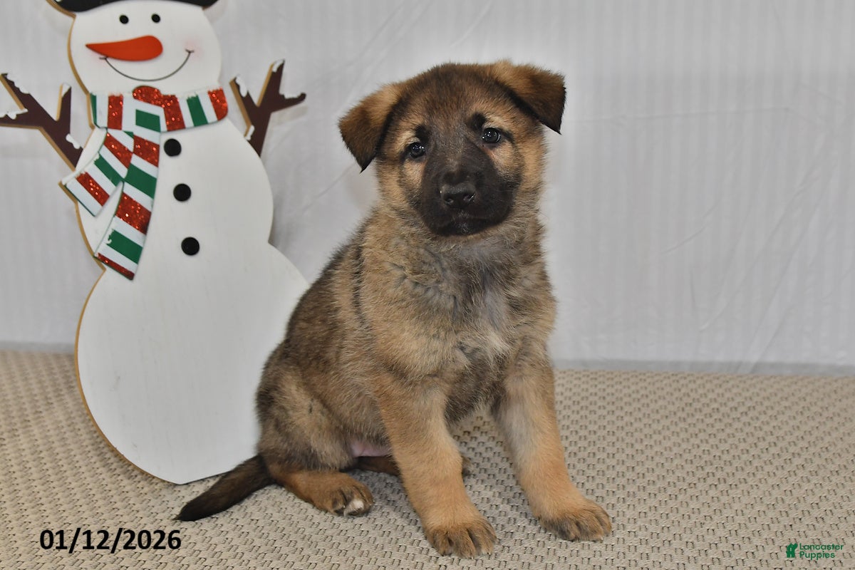 German Shepherd dogs Nova  - Ad 35