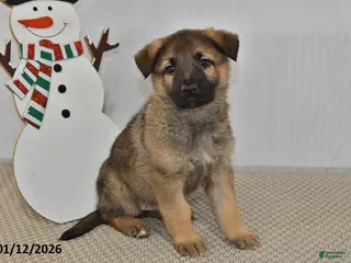 German Shepherd dogs Nova - Ad 21