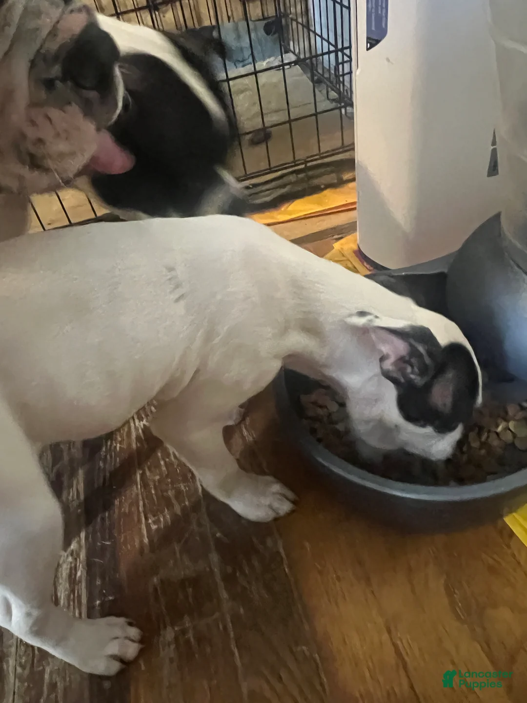 American Bully dogs for sale: American Bully Puppy 5 - Ad 2