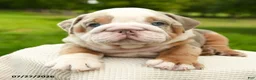 English Bulldog dogs for sale: Sarge - Ad 4