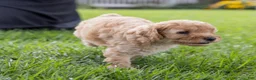 Toy Poodle dogs for sale: Ginger  - Ad 5