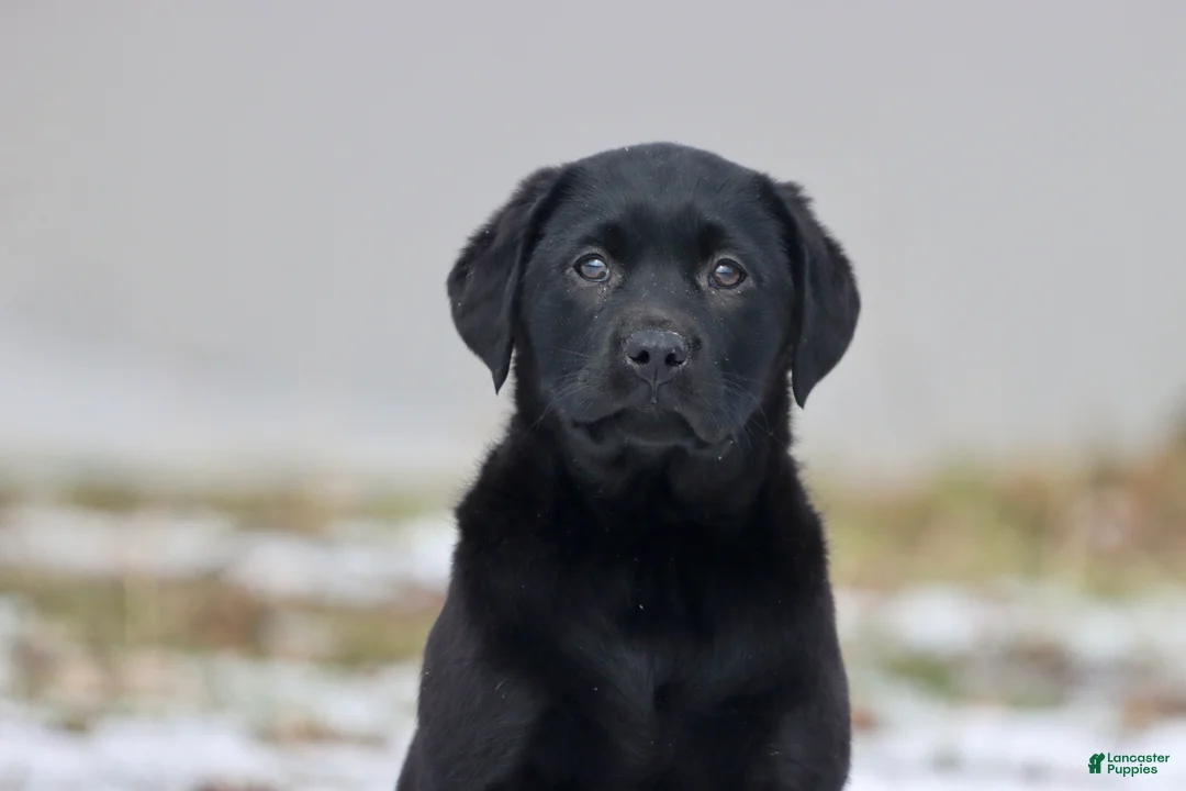 Labrador Retriever dogs for sale: Tank  - Ad 3