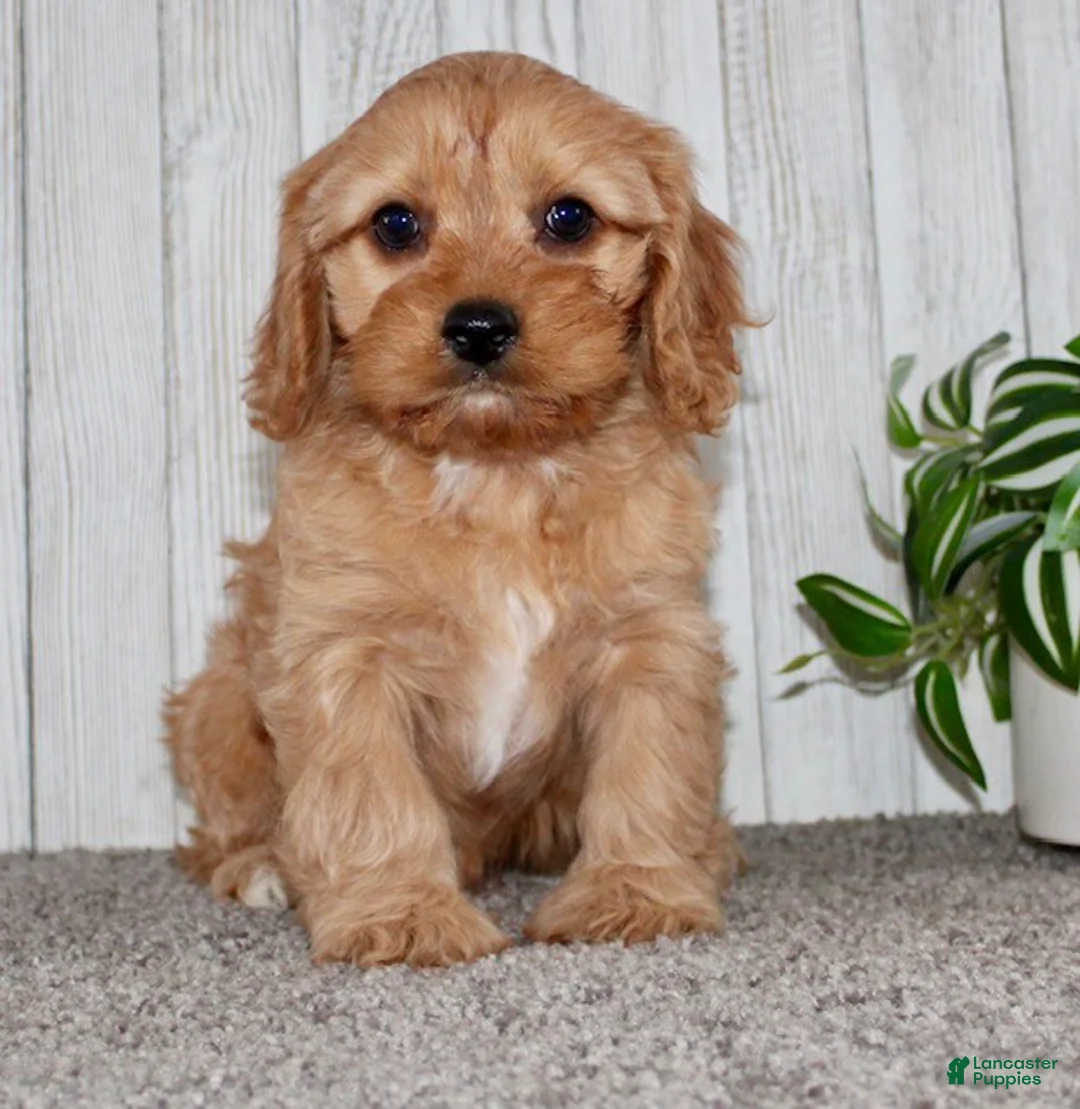 Cavapoo dogs for sale: Ginger - Ad 2