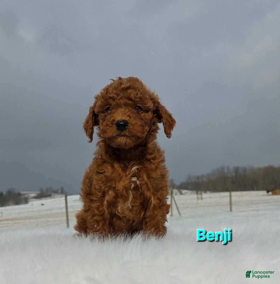 Miniature Poodle dogs for sale: Benji  - Ad 4