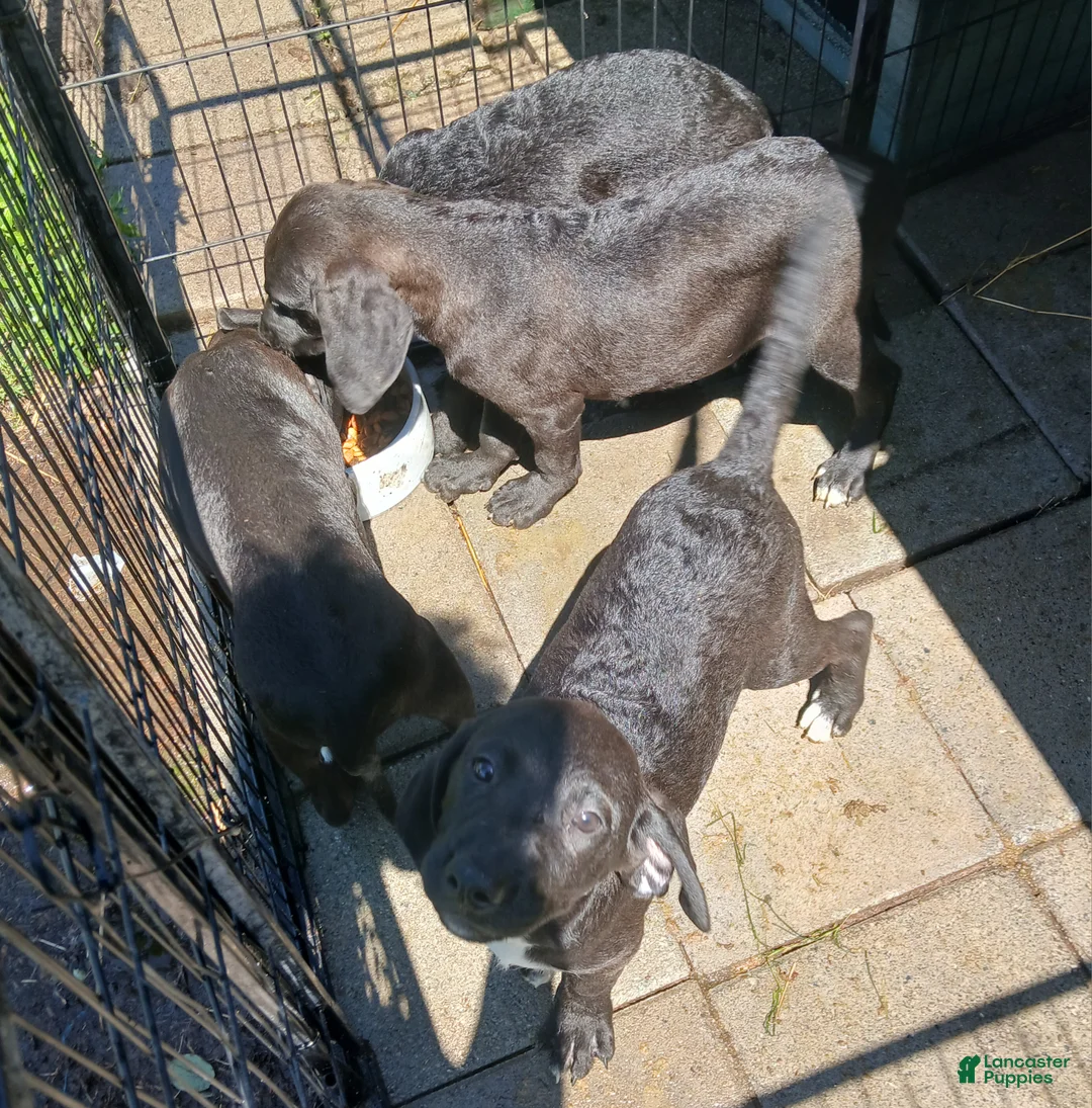 Mixed Breed dogs for sale: $100 puppies - Ad 2